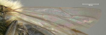 Media type: image;   Entomology 609504 Aspect: hind wing